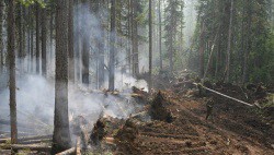 WWF: подмосковные леса из-за сухостоя превратились в "пороховые бочки"-wpid-718245449